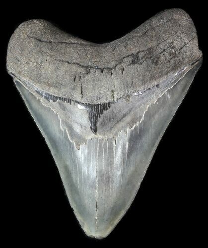 Serrated, Fossil Megalodon Tooth - Georgia #50475